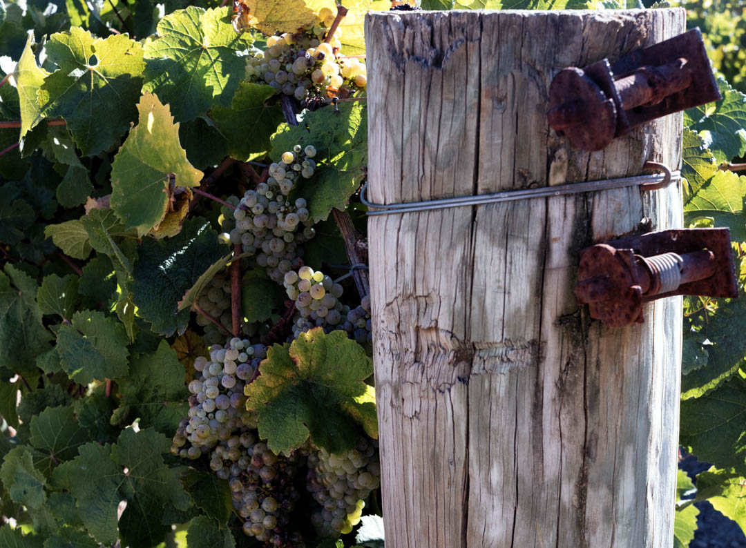 Peglidis vineyard riesling destined for 2021 wines by KT Melva. Pic: © Tim White