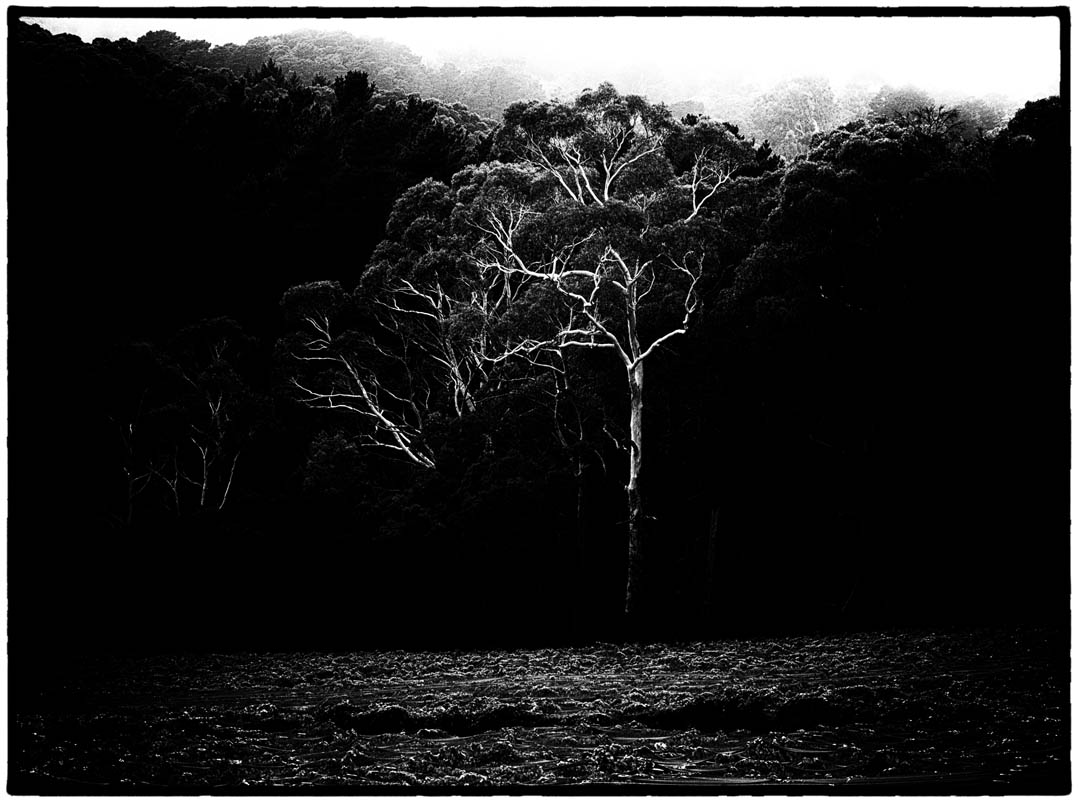 Tapanappa%20Tiers%20and%20Tree%20210305 06 crop